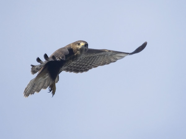Hiirihaukka, Common Buzzard, Buteo buteo